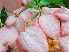 -中国科学院华南植物园