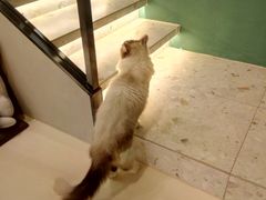 -飞行喵MR PILOT|猫舍·猫咖(静安大融城店)