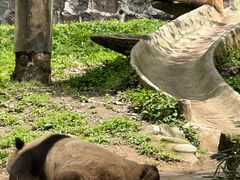 -都江堰中华大熊猫苑