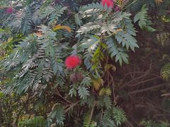 -萨莉亚意式餐厅(深圳北站店)