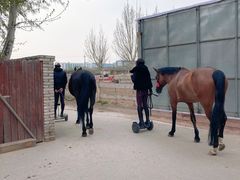 -北京群众马术培训基地