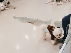 -共舞时光猫咖·狗咖(新街口店)