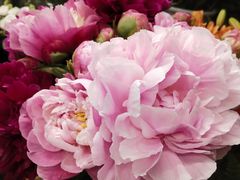 -静岸花卉园艺(三星坊店)