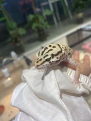 -Moni星球萌宠·小马宝莉·灵蛇·高端高阶全萌宠互动体验俱乐部(红豆国际广场店)