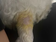 -瑞派动物医院·猫专科·至诚(江南中分院)