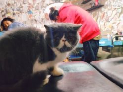 -幸运7纹身刺青Lucky7tattoo