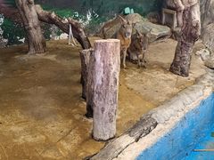 -正佳雨林生态植物园