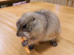 -藦茜花园宠物主题亲子互动体验馆(国顺东路店)