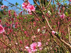 -桃花涧