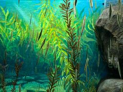 -上海海洋水族馆