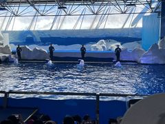 -秦皇岛乐岛海洋王国