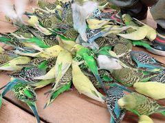 -南宫五洲植物乐园