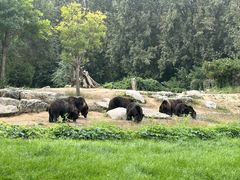 -北京野生动物园