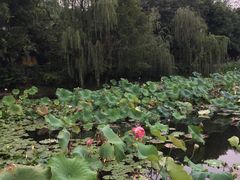 -三圣花乡旅游区