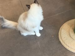 -飞行喵MR PILOT|猫舍·猫咖(静安大融城店)