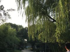 -昆山城市生态森林公园