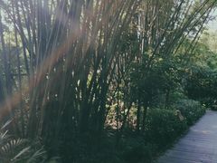-大屏嶂森林公园