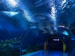 -上海海昌海洋公园