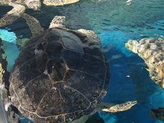 -烟台海昌鲸鲨海洋公园