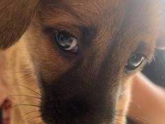 -瑞派福兴宠物医院犬猫全科·骨科·中西医结合(河东店)