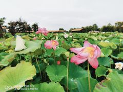 -荷花荡