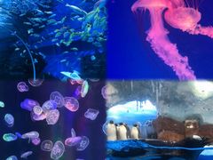 -海合安成都极地海洋公园