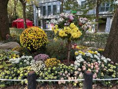 -上海共青森林公园