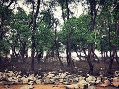 -宝安西湾红树林湿地公园