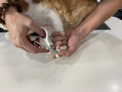 -瑞派动物医院·绝育·犬猫全科·预防医学(光景江南中店)