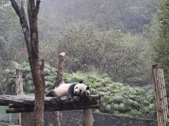 -都江堰中华大熊猫苑