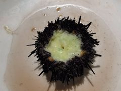 海胆-南蚝小贝海鲜特色餐厅(南澳岛店)