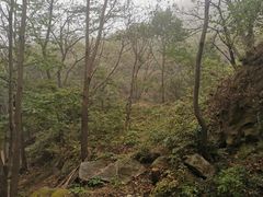 -大岭沟猕猴桃谷风景区