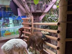 -正佳雨林生态植物园