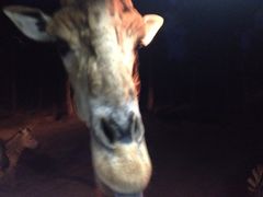 iphone_upload_pic-清迈夜间动物园