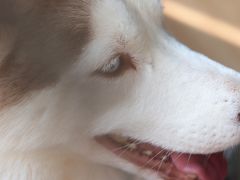 -Husky Go! 哈士奇体验馆·宠物咖啡厅狗咖