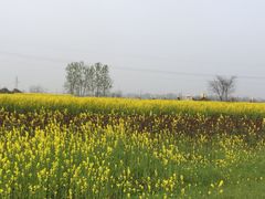 -湖南东洞庭湖国家级自然保护区