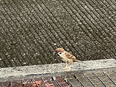-演武大桥观景平台