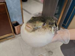 -鲐赏河豚(长寿店)
