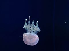 水母-瑞普利水族馆