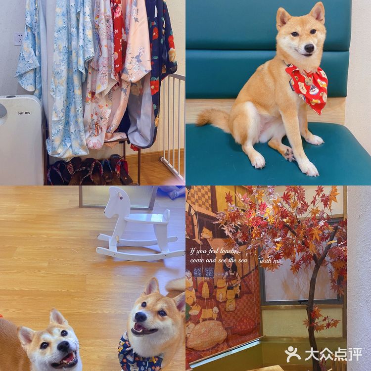 深圳必打卡|最萌汪柴趣狗咖大家快来撸！！