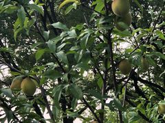 -上海市龙华烈士陵园