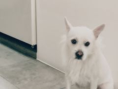 -悟白咖啡WoobyCafe