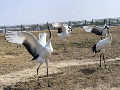 -盐城丹顶鹤湿地生态旅游区