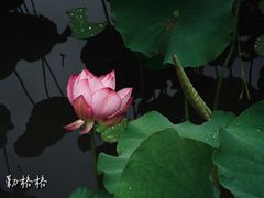 -大宁公园