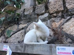 -猫咪博物馆(顶澳仔猫街店)