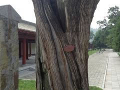 -黄帝陵