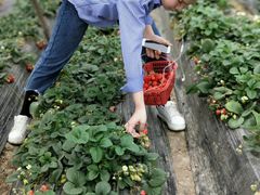 -胜丰草莓采摘园