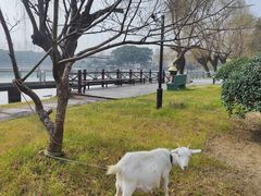 -同里湖度假村(二期店)
