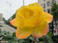 -麦德龙(京顺路商场店)