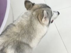 -怪兽屋·羊驼·猫咖·狗咖(俊华广场店)